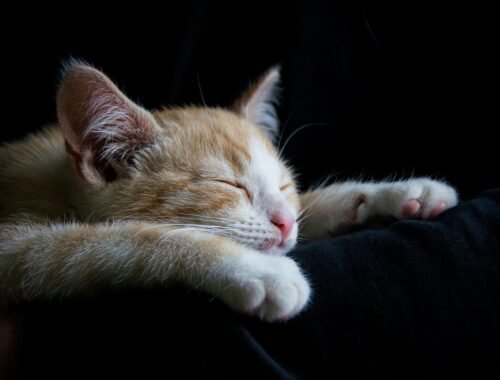 40 Frasi di Buonanotte Originalissime: parole nuove per sognare con poesia