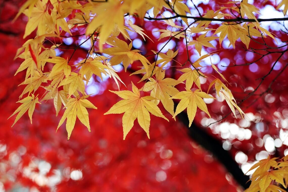 80 Frasi di Buongiorno Autunnali: parole calde e poetiche per iniziare la giornata