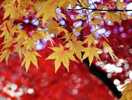 80 Frasi di Buongiorno Autunnali: parole calde e poetiche per iniziare la giornata